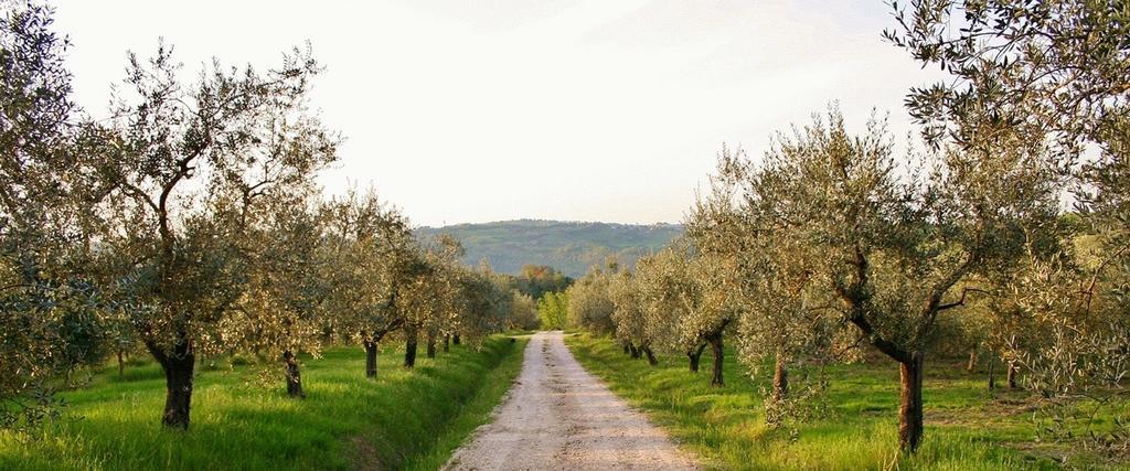 Podere Le Corone Villa Monte Castello di Vibio Luaran gambar